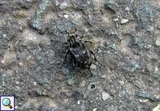 Weiblicher Stolperkäfer (Dung Beetle, Valgus hemipterus)