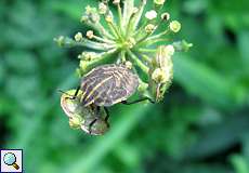 Streifenwanzen-Nymphe (Striped Shieldbug, Graphosoma italicum)