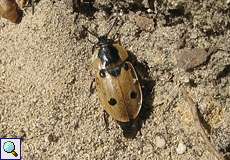 Vierpunkt-Aaskäfer (Burying Beetle, Xylodrepa quadripunctata)