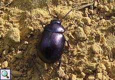 Weiblicher Violetter Blattkäfer (Green Beetle, Chrysolina sturmi)
