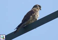 Turmfalke (Falco tinnunculus) am Rheinufer Lausward