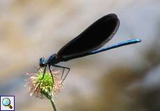 Männliche Blauflügel-Prachtlibelle (Beautiful Demoiselle, Calopteryx virgo)
