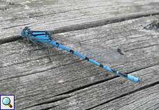 Männliche Gemeine Becherjungfer (Common Blue Damselfly, Enallagma cyathigerum)