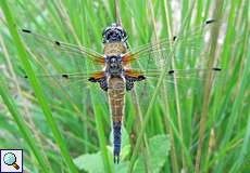 Vierfleck (Four-spotted Chaser, Libellula quadrimaculata)