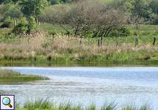 Künstlich angelegtes Artenschutzgewässer im Naturschutzgebiet Lüsekamp