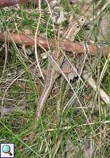 Zauneidechse (Lacerta agilis) im Naturschutzgebiet Lüsekamp