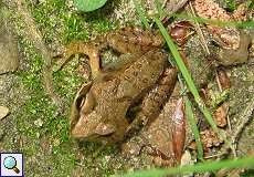 Junger Frosch (Rana sp.) im Naturschutzgebiet Lüsekamp