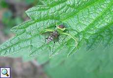 Weibliche Grüne Krabbenspinne (Crab Spider, Diaea dorsata)