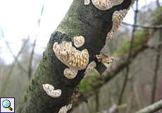 Reibeisen-Rindenpilz (Toothed Crust Fungus, Hyphoderma radula)