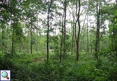 Bäume im Naturschutzgebiet Rahmer Benden