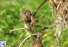 Männliche Gartenkreuzspinne (European Garden Spider, Araneus diadematus)