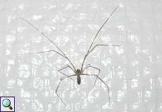 Große Zitterspinne (Daddy-long-legs Spider, Pholcus phalangioides)