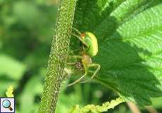 Kürbisspinne (Cucumber Green Spider, Araniella sp.)