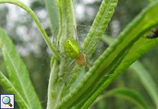 Kürbisspinne (Cucumber Green Spider, Araniella sp.)