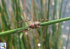 Männliche Schilfradspinne (Orb-weaver Spider, Larinioides cornutus)
