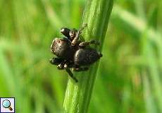 Männliche Schwarze Springspinne (Jumping Spider, Evarcha arcuata)