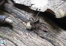 Wolfspinne (Wolf Spider, Pardosa lugubris), Weibchen mit Eikokon