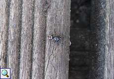 Männliche Zebraspringspinne (Zebra Spider, Salticus scenicus)