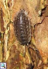 Mauerassel (Common Woodlouse, Oniscus asellus)