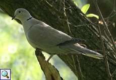 Türkentaube (Eurasian Collared Dove, Streptopelia decaocto)
