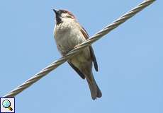Feldsperling (Eurasian Tree Sparrow, Passer montanus)