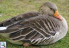 Graugans (Greylag Goose, Anser anser)