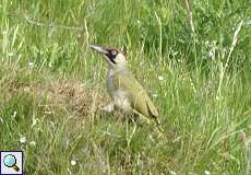 Weiblicher Grünspecht (Green Woodpecker, Picus viridis)