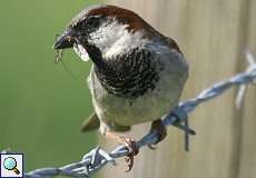 Männlicher Haussperling (House Sparrow, Passer domesticus)