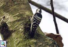 Weiblicher Kleinspecht (Lesser Spotted Woodpecker, Dryobates minor)