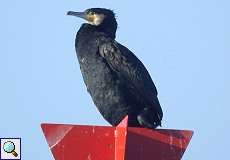 Kormoran (Great Cormorant, Phalacrocorax carbo carbo)