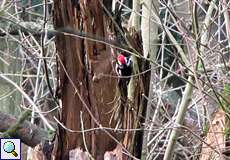 Mittelspecht (Middle Spotted Woodpecker, Leiopicus medius)