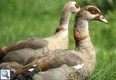 Nilgans (Egyptian Goose, Alopochen aegyptiaca)