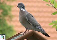 Ringeltaube (Wood Pigeon, Columba palumbus)