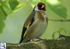 Stieglitz (Eurasian Goldfinch, Carduelis carduelis)
