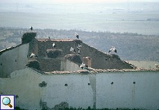 Weißstörche (Ciconia ciconia) auf einem verfallenen Haus