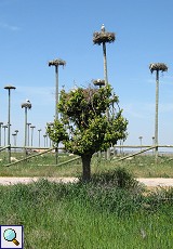 Ein natürlicher Nistbaum vor künstlichen Nisthilfen für Weißstörche (Ciconia ciconia)