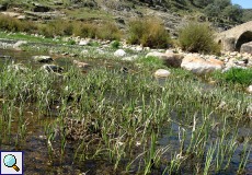 Vegetation im seichten Río Almonte