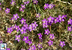 Kleine violett-rosa gefärbte Blüten aus der Nähe betrachtet