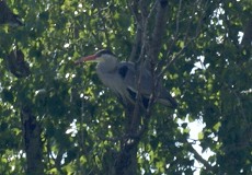 Graureiher (Ardea cinerea cinerea) auf einem Baum