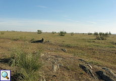 Llanos de Trujillo y Cáceres