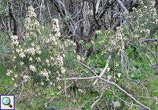 Baumheide (Tree Heather, Erica arborea)