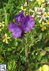 Natternkopf (Paterson's Curse, Echium plantagineum)
