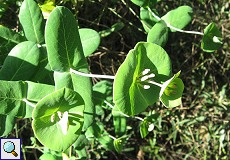 Geißblatt (Perfoliate Honeysuckle, Lonicera caprifolium)