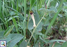 Wenignervige Osterluzei (Green-flowered Birthwort, Aristolochia paucinervis)