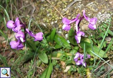 Dreiknollen-Knabenkraut (Green-winged Orchid, Anacamptis morio champagneuxii)
