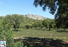 Baumreiche Landschaft der Sierra de San Pedro