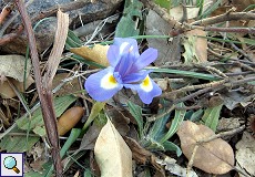 Mittags-Schwertlilie (Barbary Nut, Iris sisyrinchium)