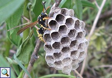 Feldwespe (Paper Wasp, Polistes sp.)
