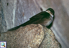 Felsenschwalbe (Crag Martin, Ptyonoprogne rupestris)
