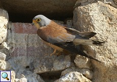 Männlicher Rötelfalke (Lesser Kestrel, Falco naumanni)